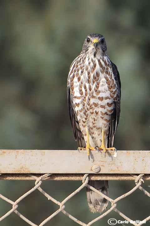 Sparviere levantino (Accipiter brevipes)